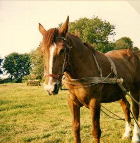 fha 1 02 003981 g
