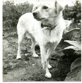 Jan van der Meer   19 hondje