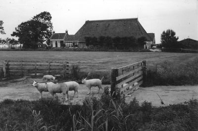 Boerdrij   Stapland